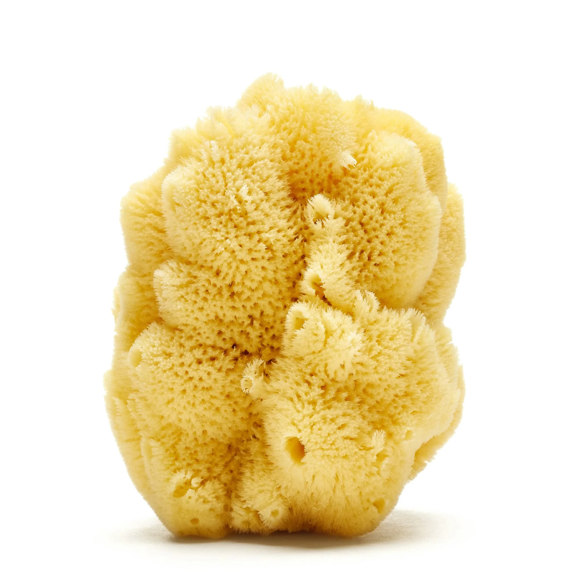 We sell Natural Sea Sponges Worldwide in bulk